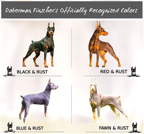 lilac doberman|doberman color chart.